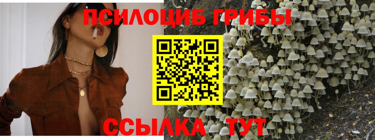 Псилоцибиновые грибы GOLDEN TEACHER Благодарный
